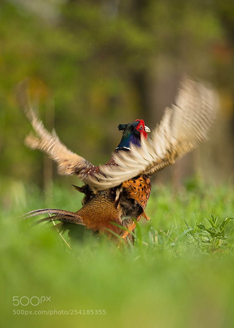 Canon EOS 7D Mark II sample photo. Pheasant photography