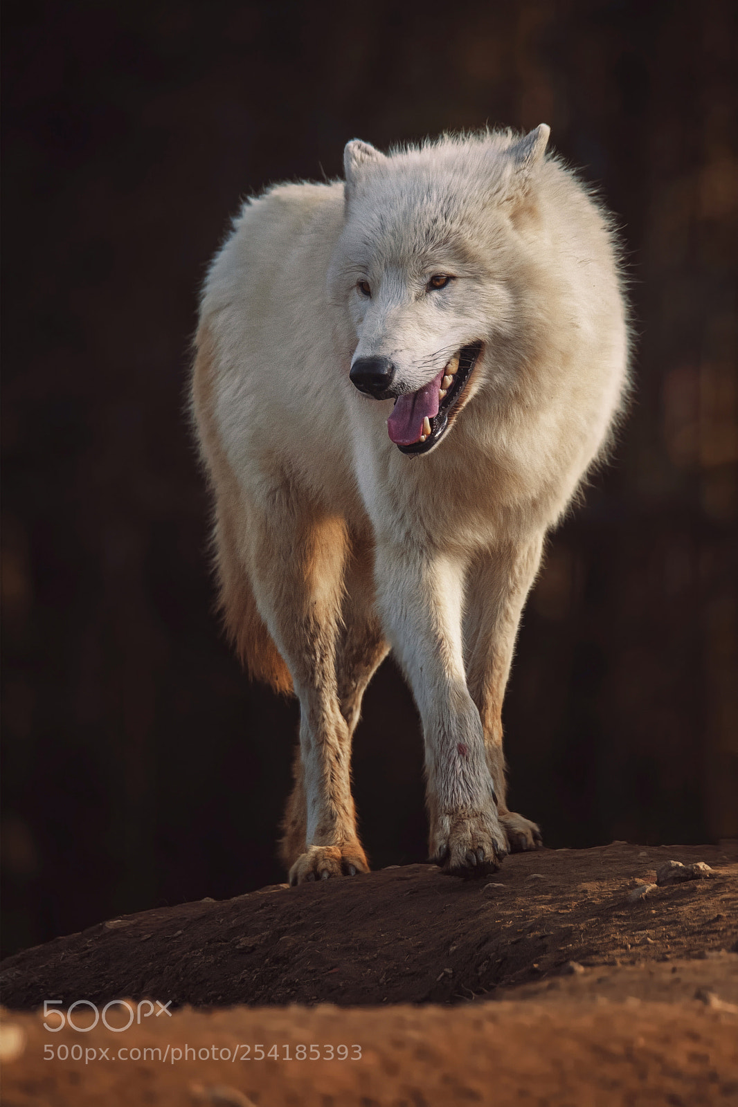 Nikon D7100 sample photo. Arctic wolf photography
