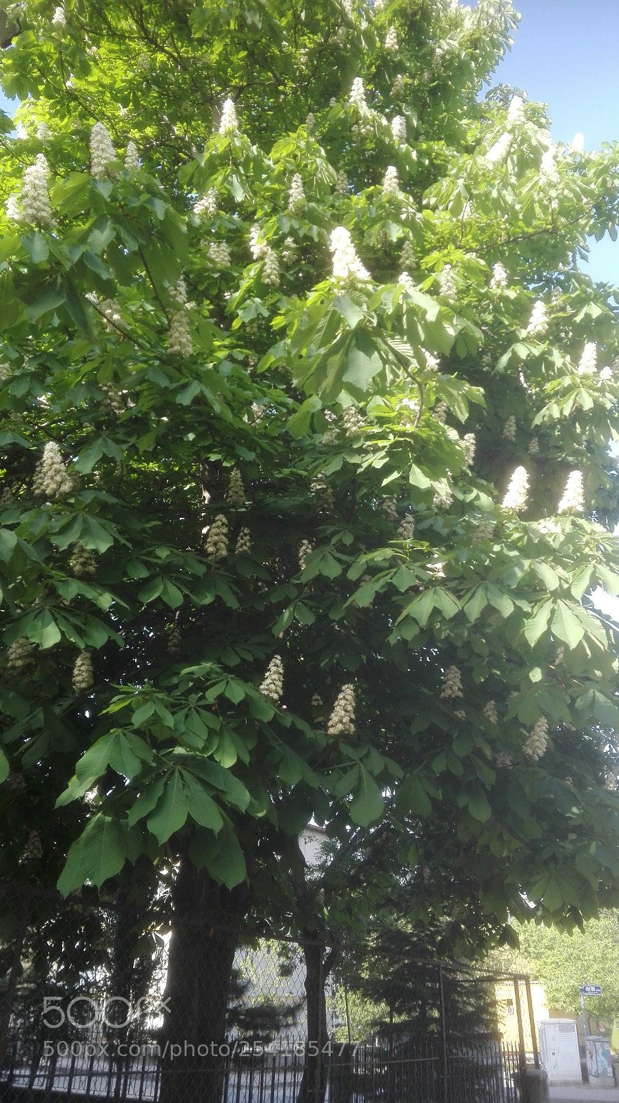 HUAWEI P8 Lite sample photo. Interesting blooming photography