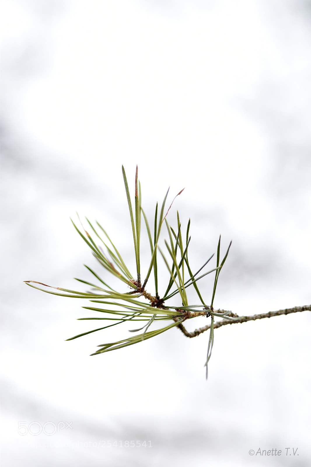 Nikon D5500 sample photo. Simplicity.. photography