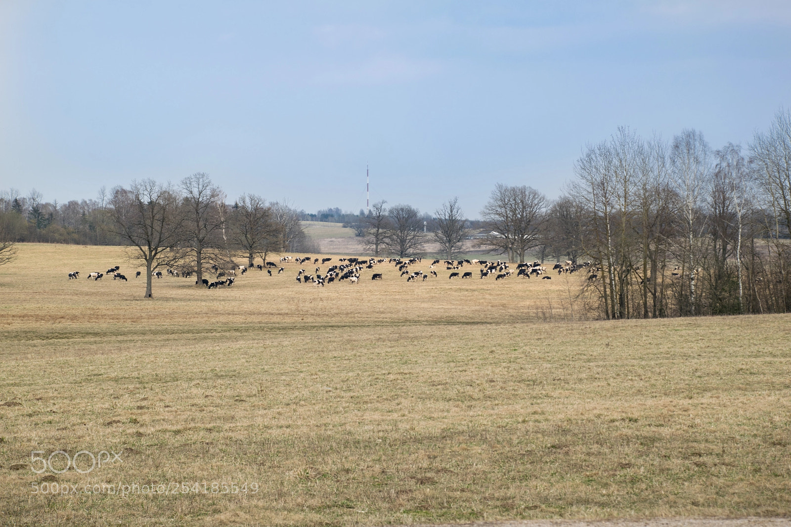 Nikon D3300 sample photo. Cows at the field photography