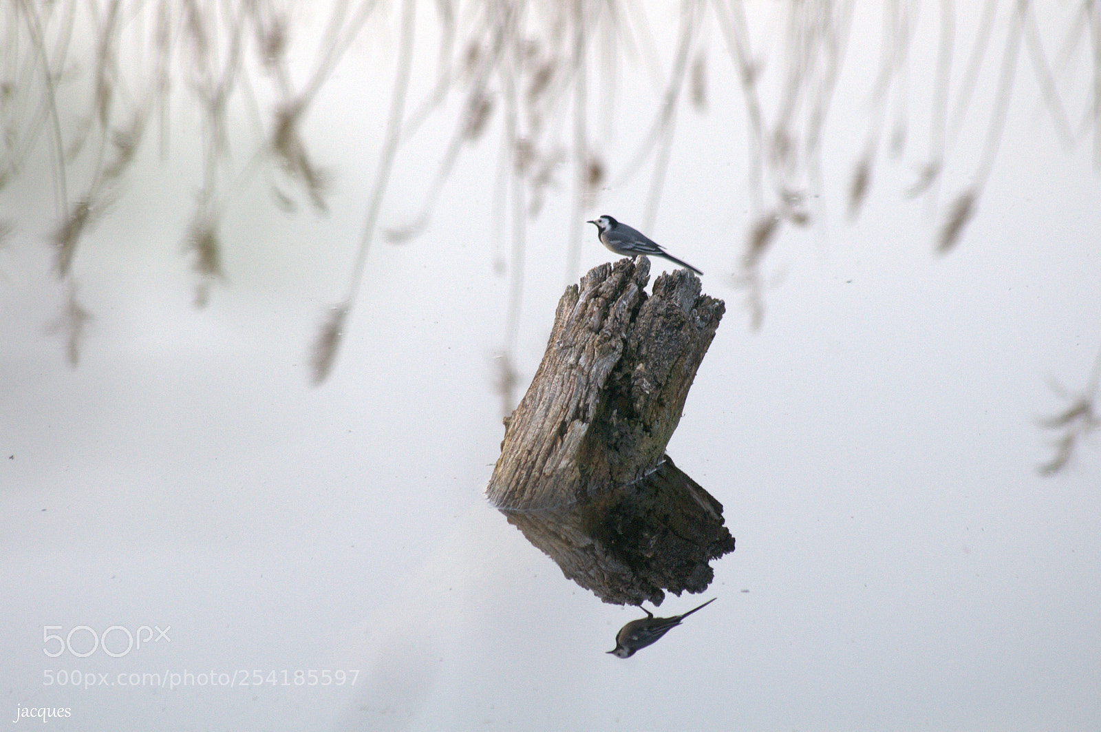 Nikon D300 sample photo. Bird photography