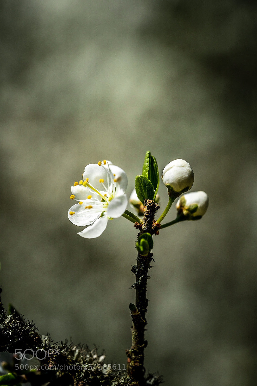 Sony a7R III sample photo. Emerging photography