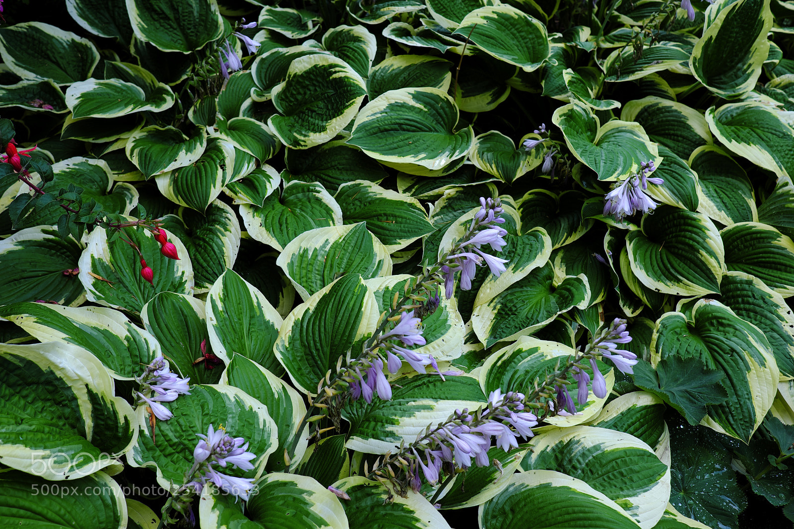 Fujifilm X-T20 sample photo. Hosta plantain lily photography