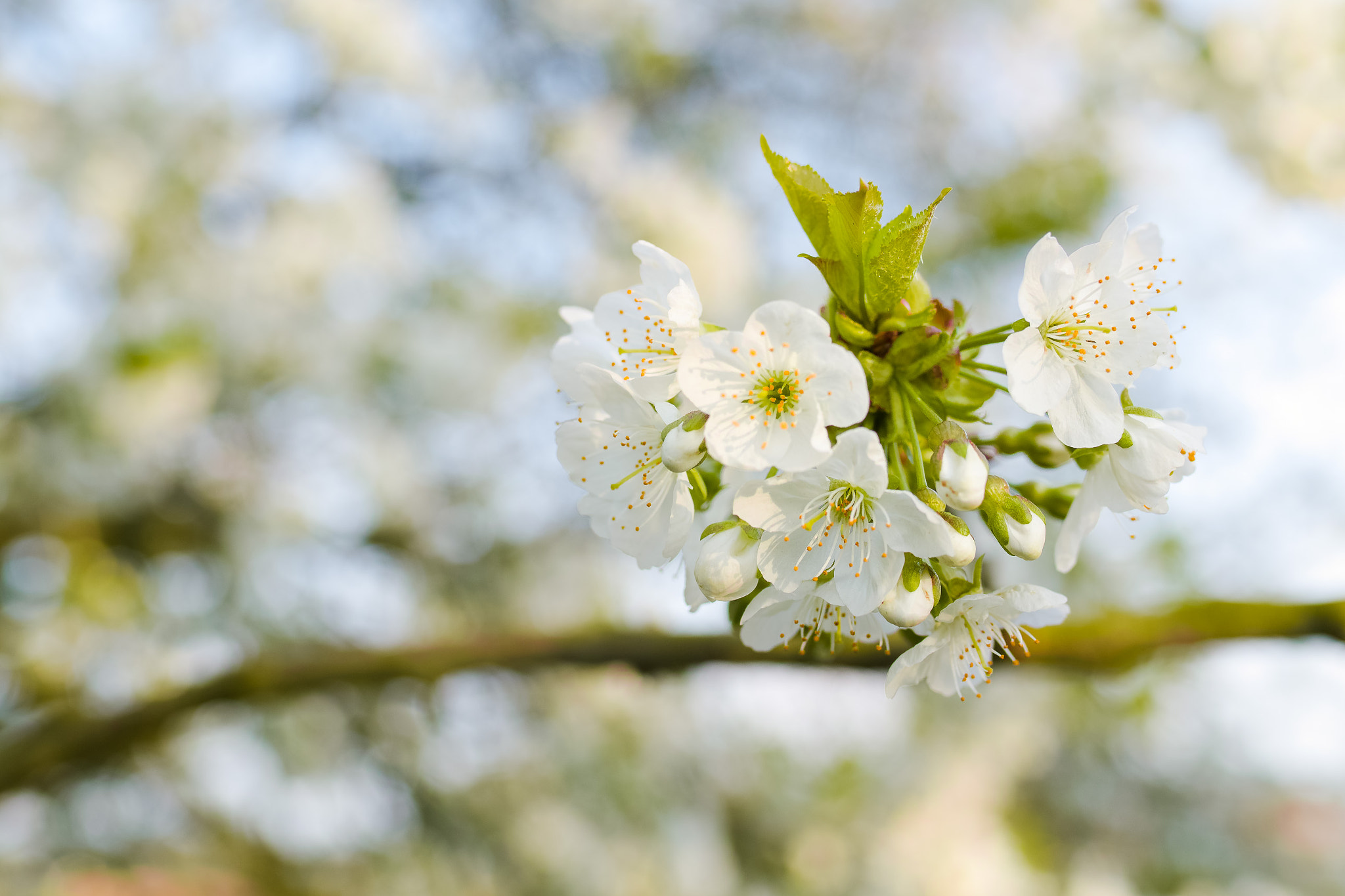 Sigma sd Quattro H sample photo. Spring is here! tijd voor bloesem photography