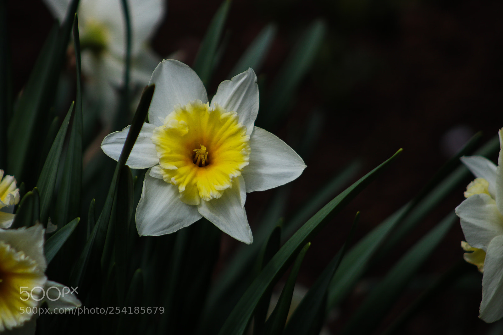 Canon EOS 750D (EOS Rebel T6i / EOS Kiss X8i) sample photo. Spot of yellow photography