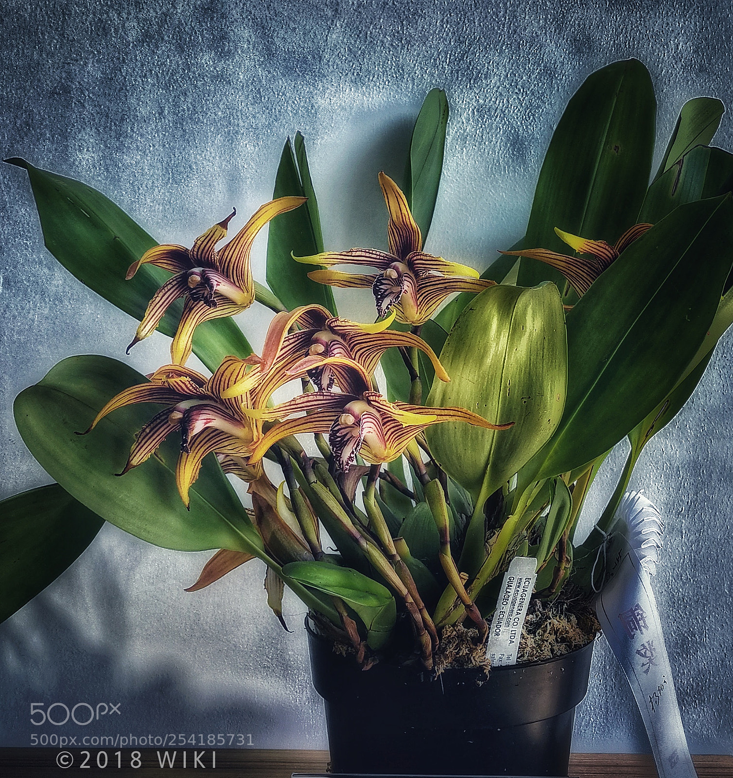 HUAWEI Mate 9 sample photo. Orchid photography
