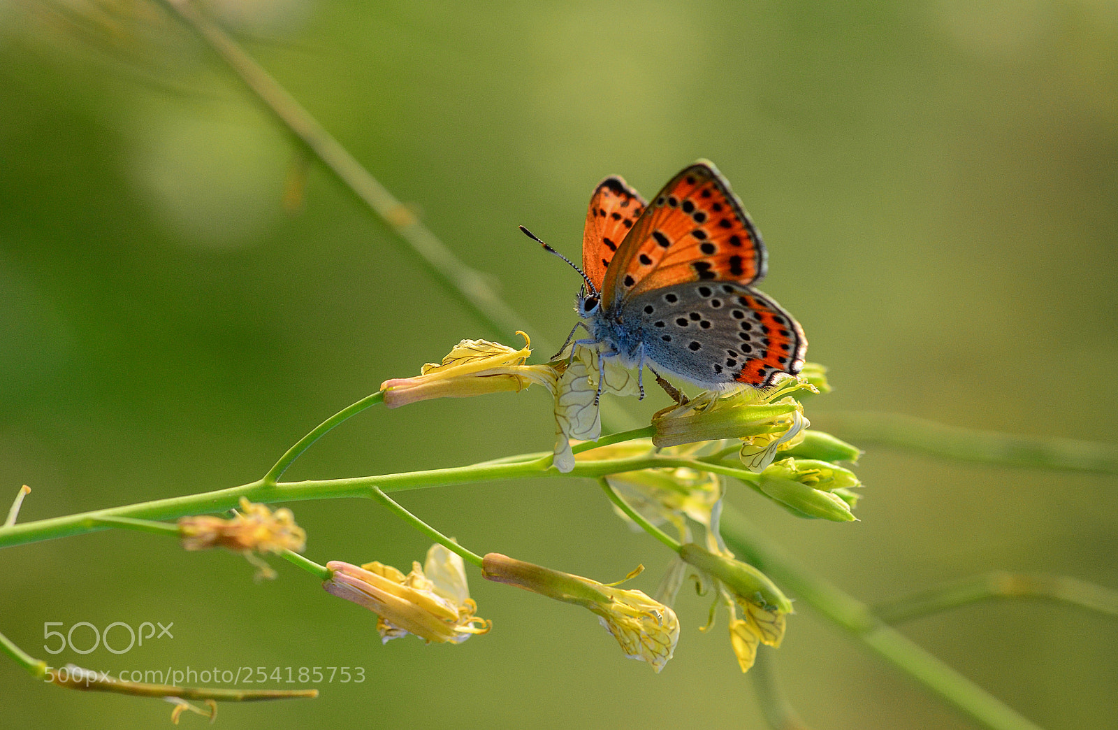 Nikon D7000 sample photo. Butterfly photography