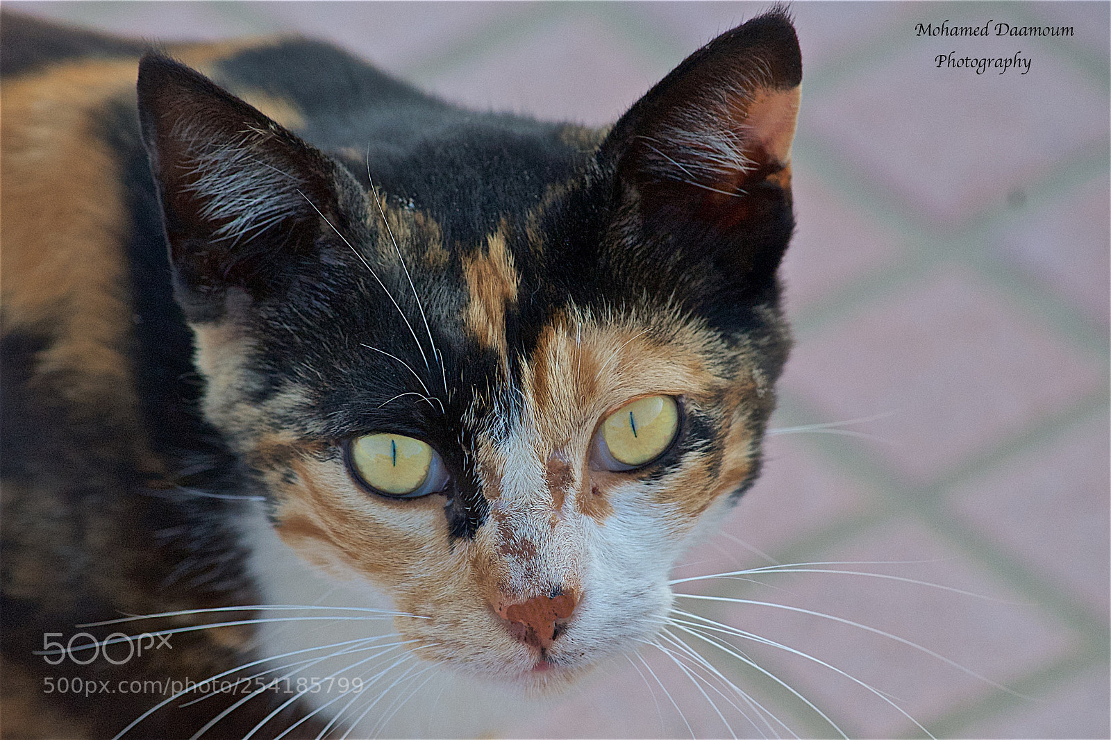 Nikon D300 sample photo. I am watching you photography
