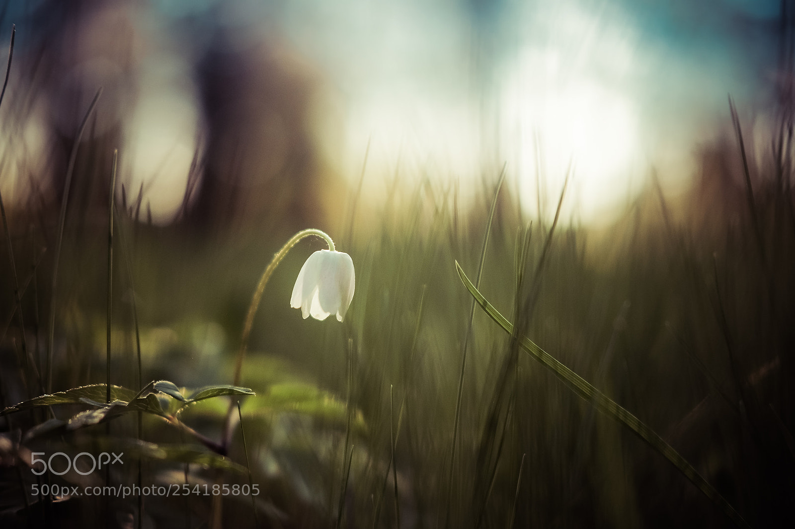 Fujifilm X-T10 sample photo. Flower photography