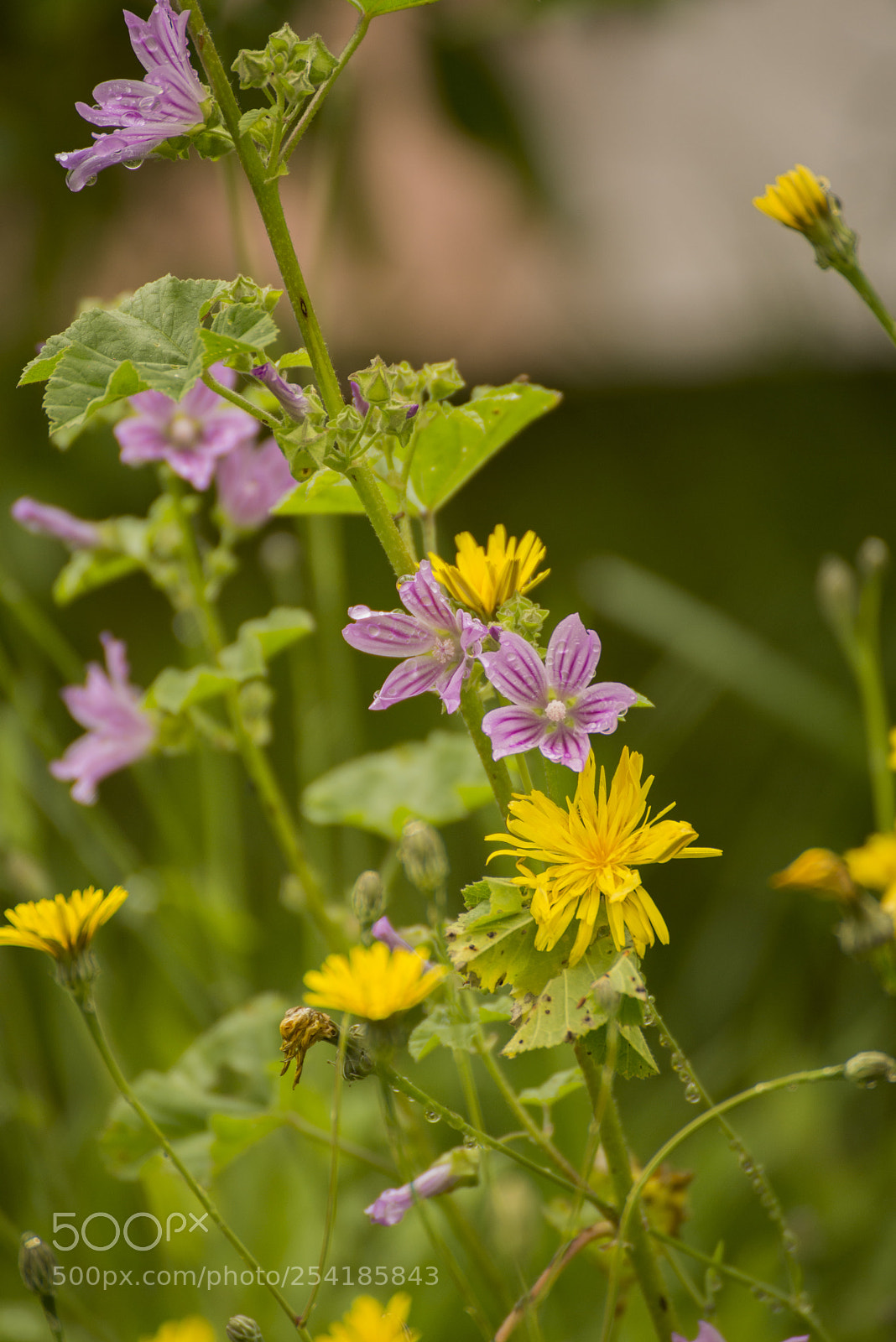 Nikon D610 sample photo. Macro photography