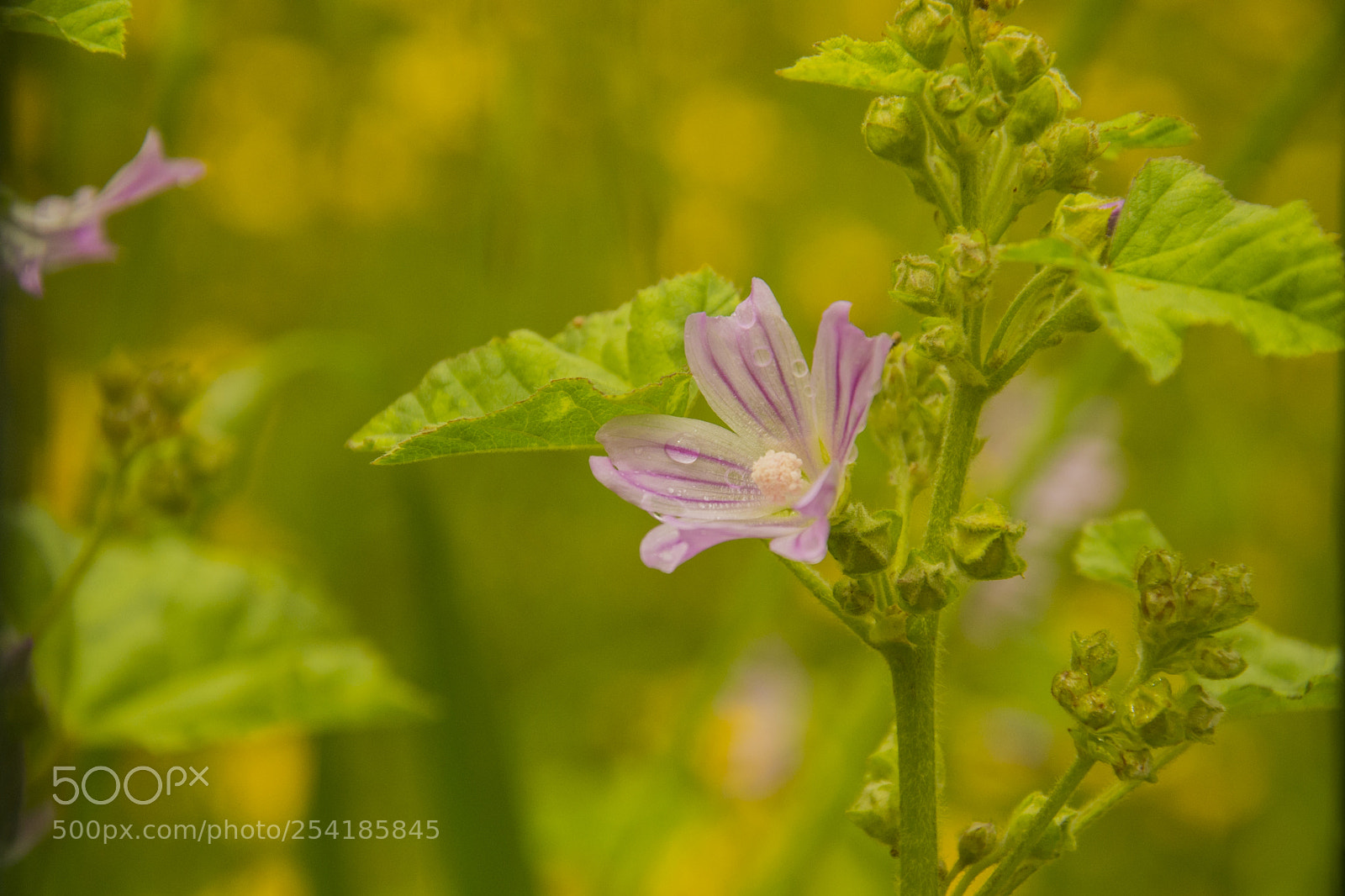 Nikon D610 sample photo. Macro photography