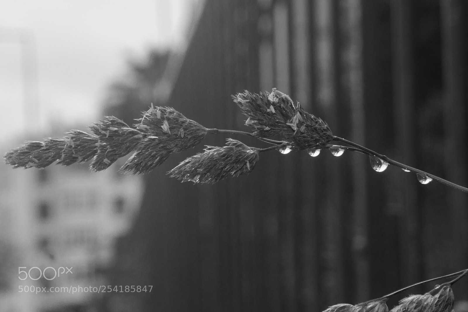 Nikon D610 sample photo. Macro photography