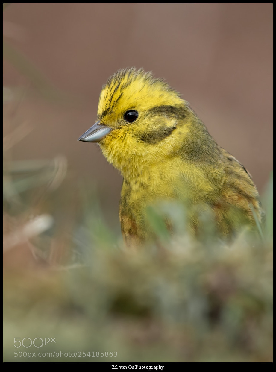 Canon EOS 7D Mark II sample photo. Yellowhammer / geelgors. photography