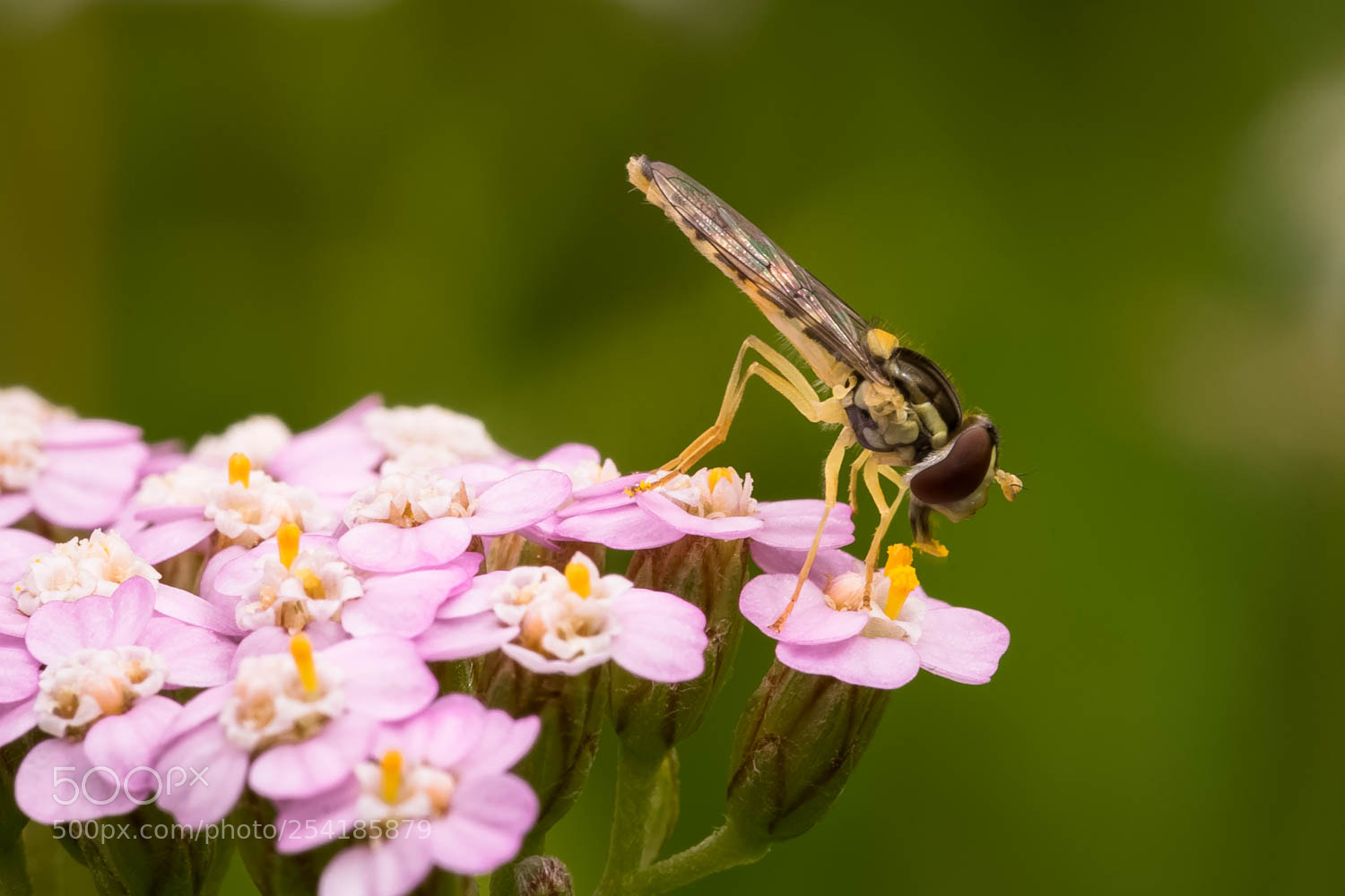 Sony a7 II sample photo. Spring photography