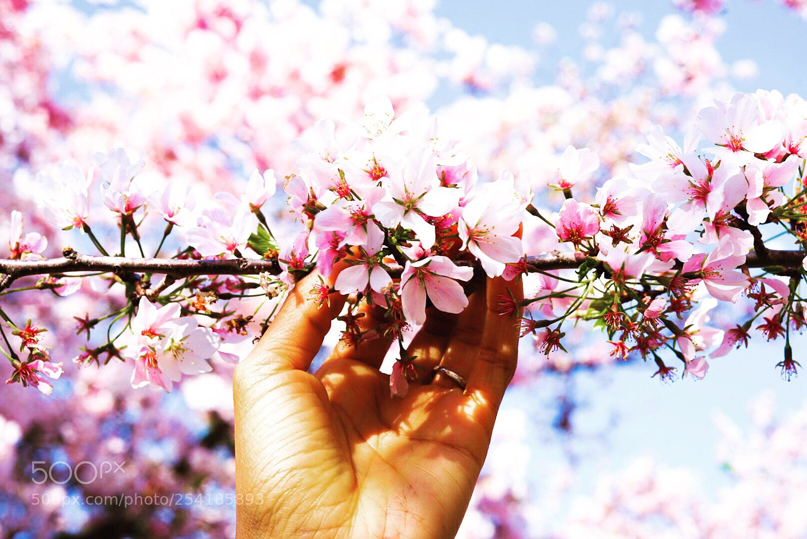 Sony a7 II sample photo. Cherry blossoms, dc photography