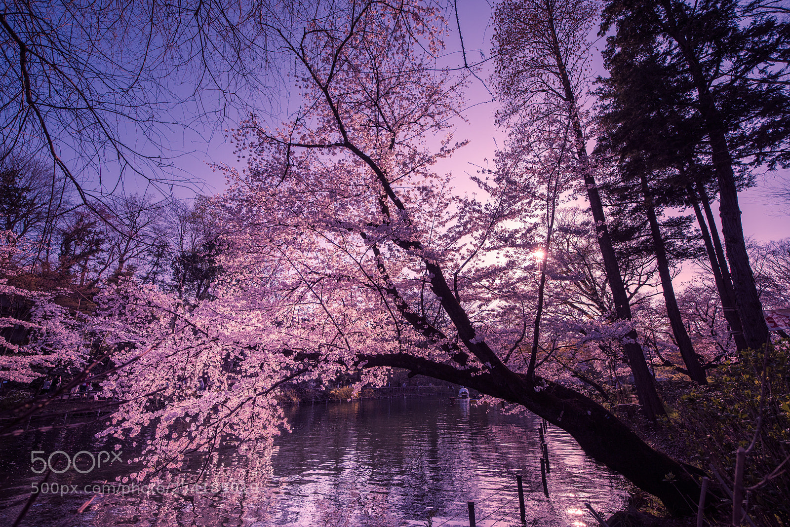 Nikon D810 sample photo. Magic hour photography
