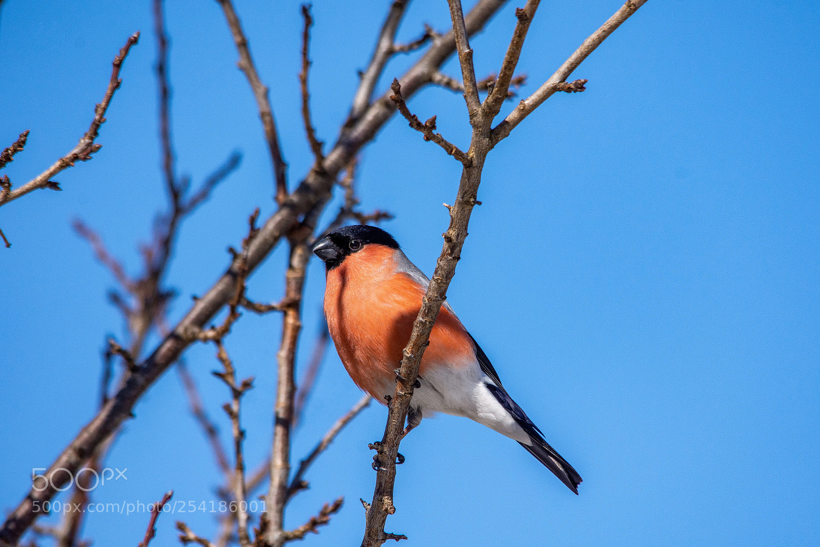 Nikon D7200 sample photo. Bullfinch photography