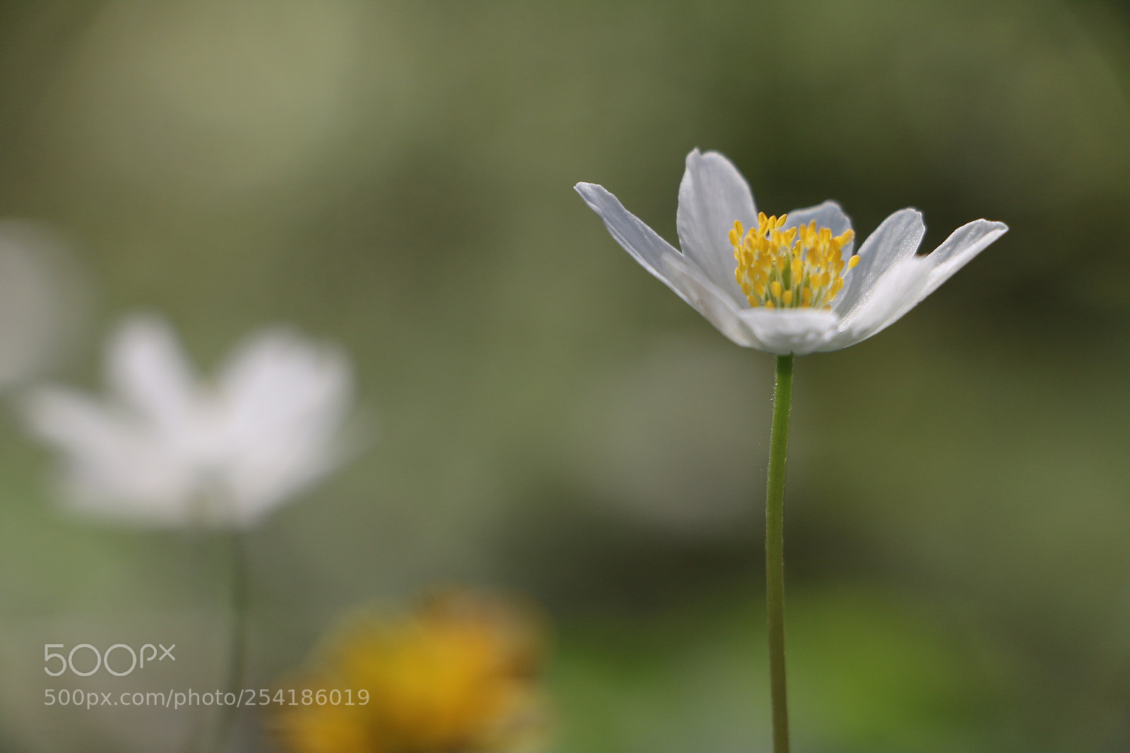 Canon EOS 70D sample photo. Frühlingstanz photography