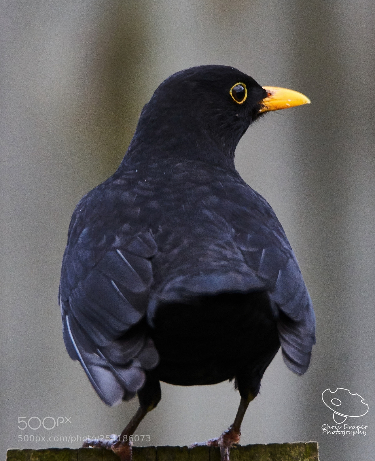 Sony ILCA-77M2 sample photo. Common blackbird photography