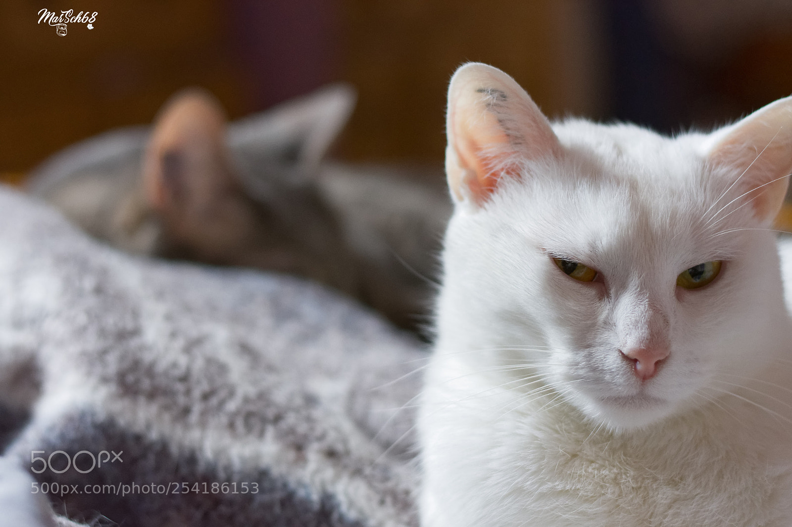 Nikon D7200 sample photo. Iam watching you photography