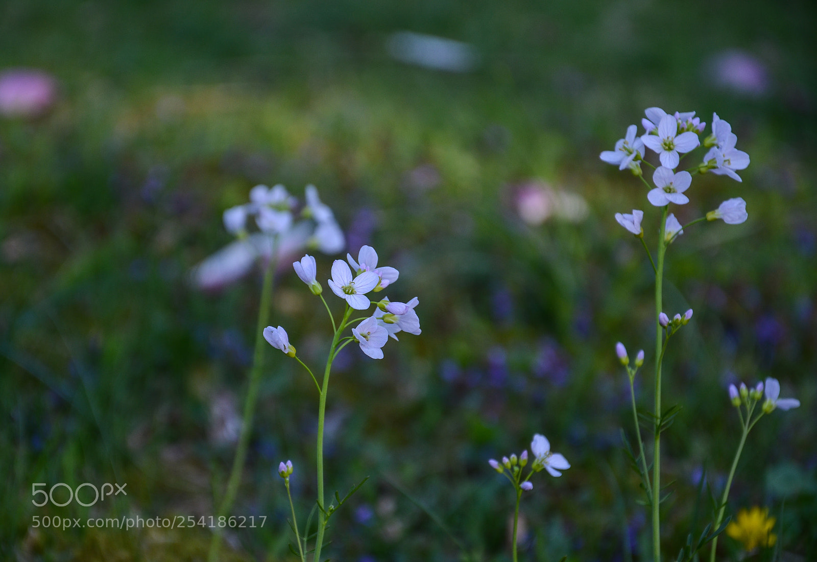 Nikon D7000 sample photo. Meadow photography