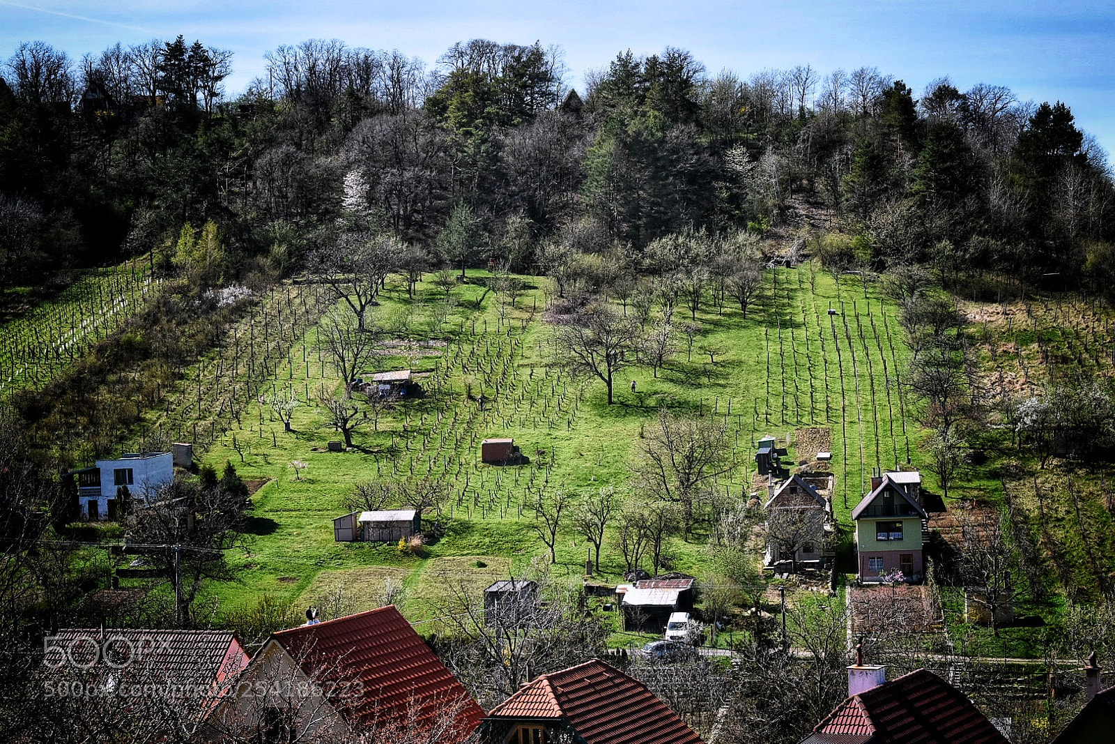 Nikon D5600 sample photo. Vineyard photography