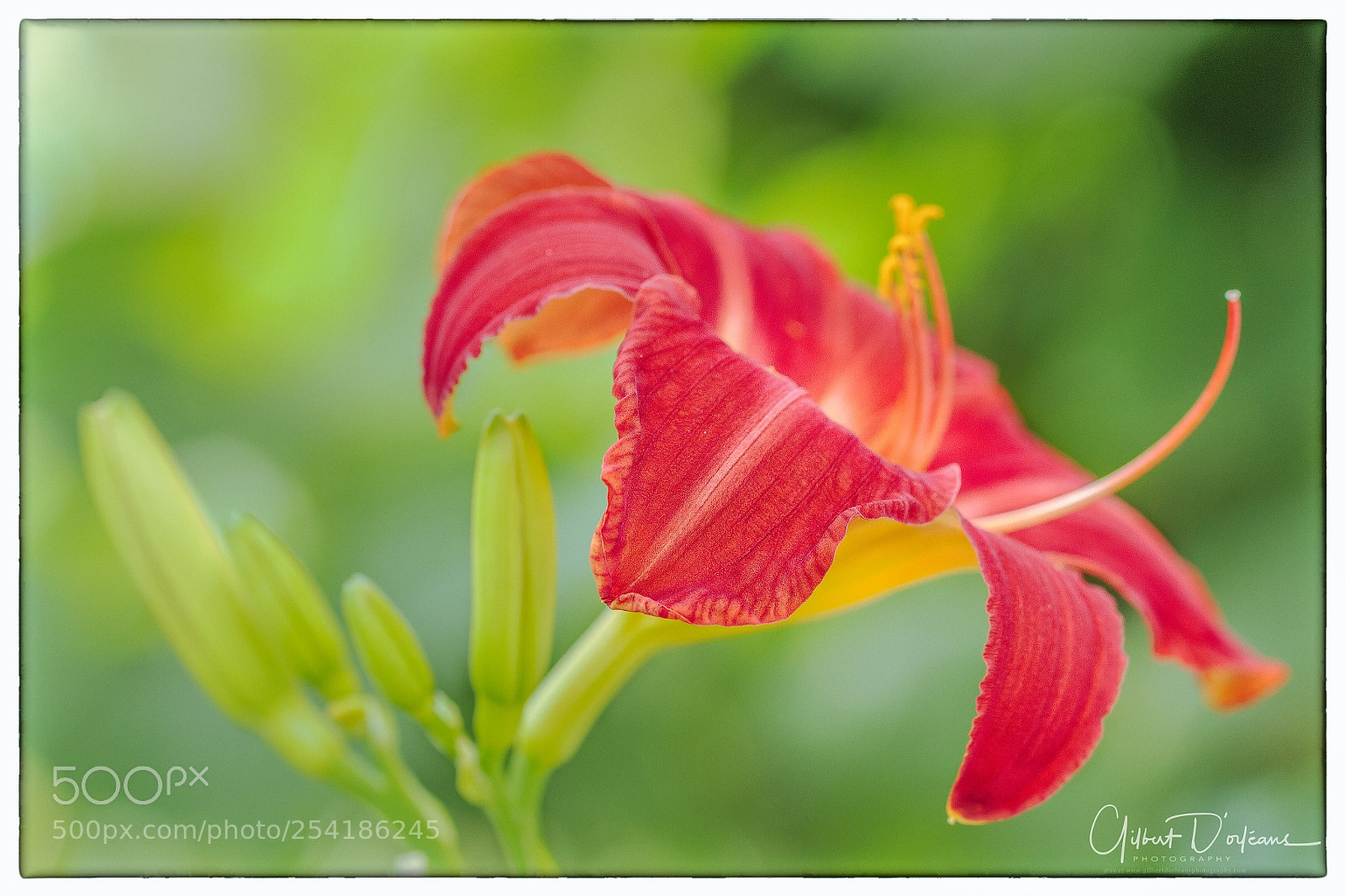 Canon EOS 7D sample photo. Lily photography