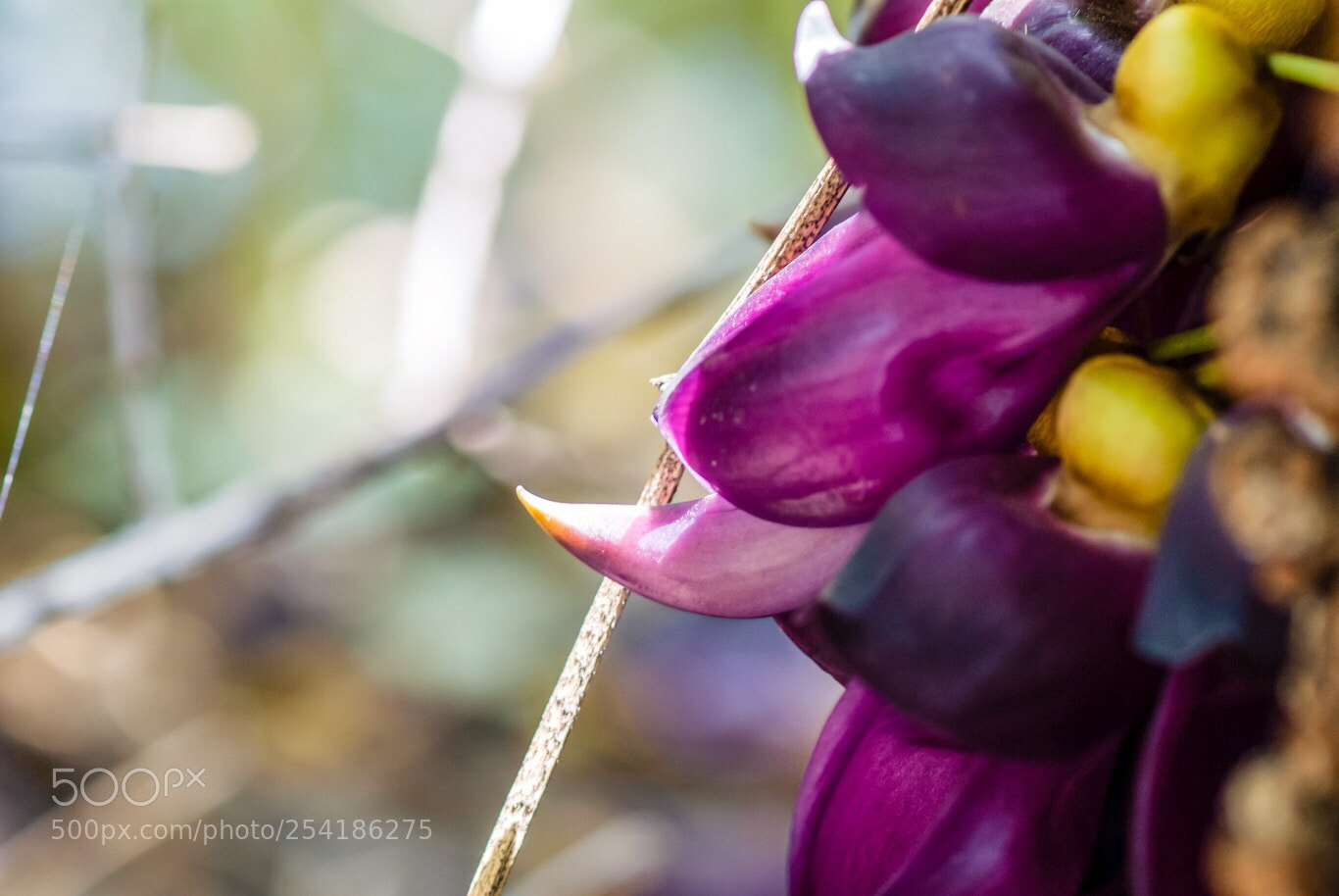 Sony Alpha DSLR-A200 sample photo. Untitled photography