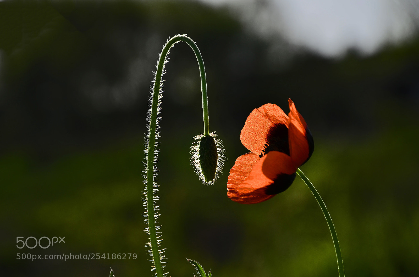 Nikon D7000 sample photo. Poppy:flower & bud photography