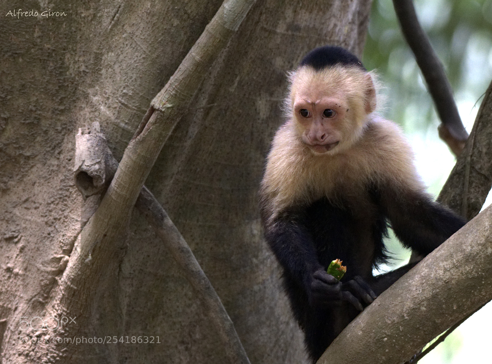 Nikon D500 sample photo. Monkey photography