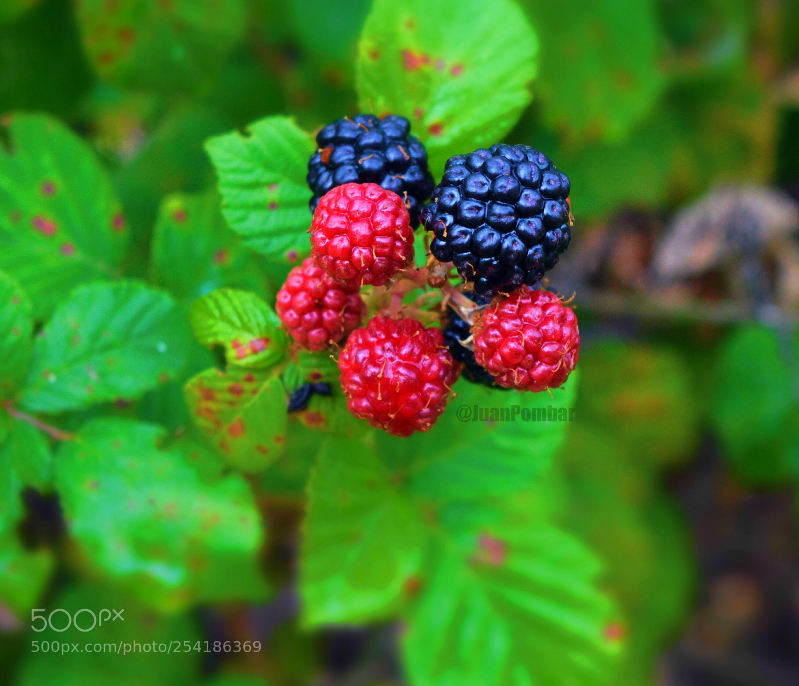 Nikon D3200 sample photo. Moras photography
