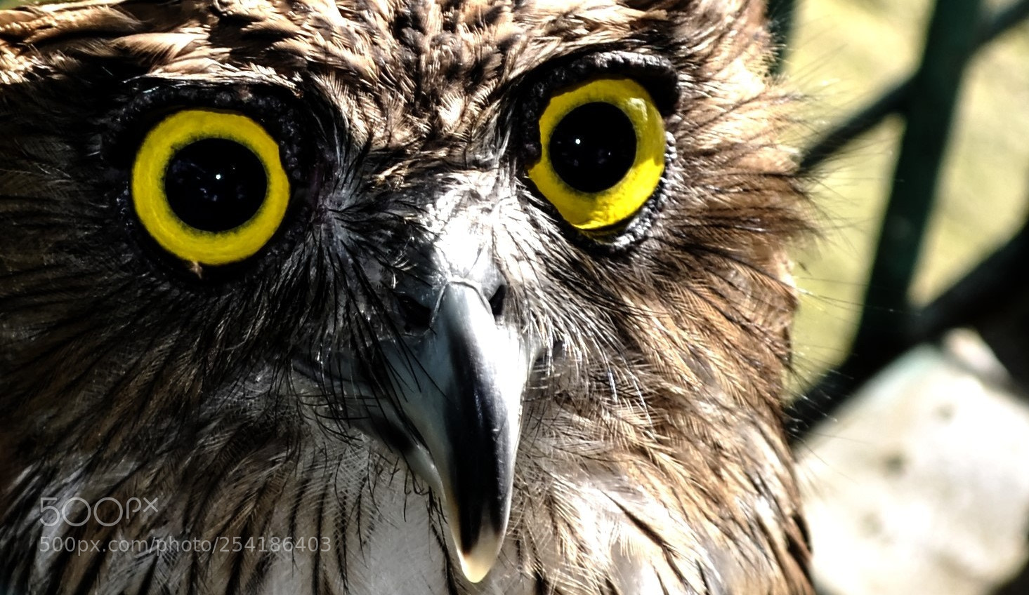 Nikon D5100 sample photo. Eye watch you photography
