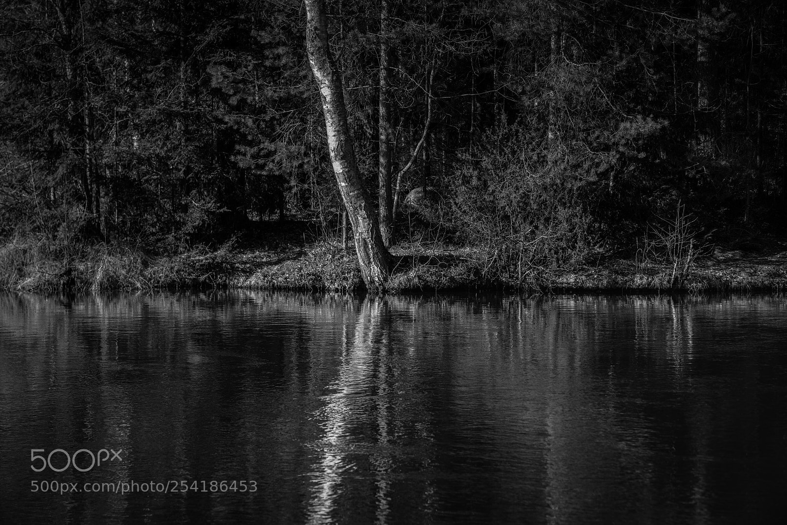 Nikon D810 sample photo. Untitled photography