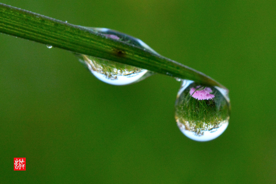Nikon AF-S Micro-Nikkor 60mm F2.8G ED sample photo. Morning dew 0418 photography