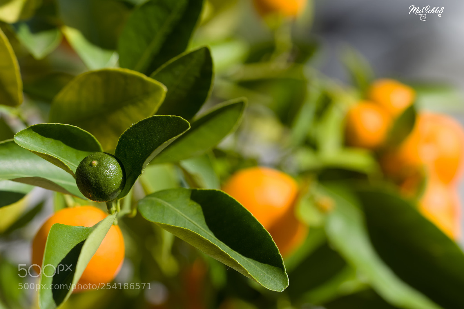 Nikon D7200 sample photo. En devenir photography