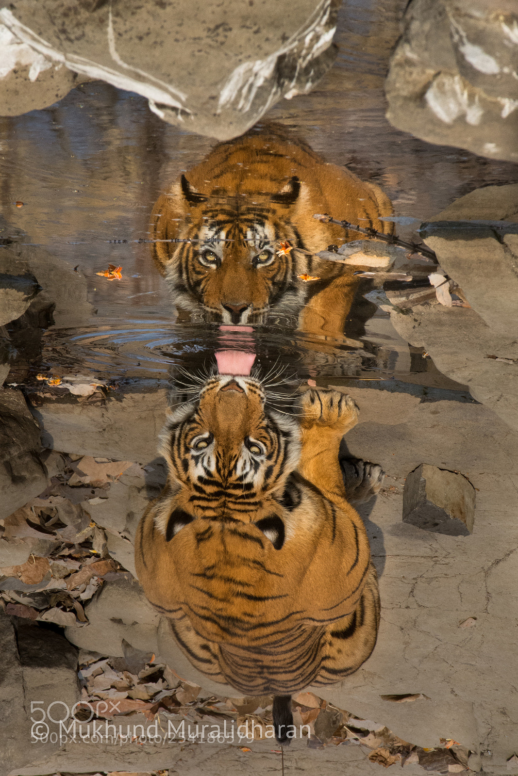 Nikon D7100 sample photo. The inside out photography