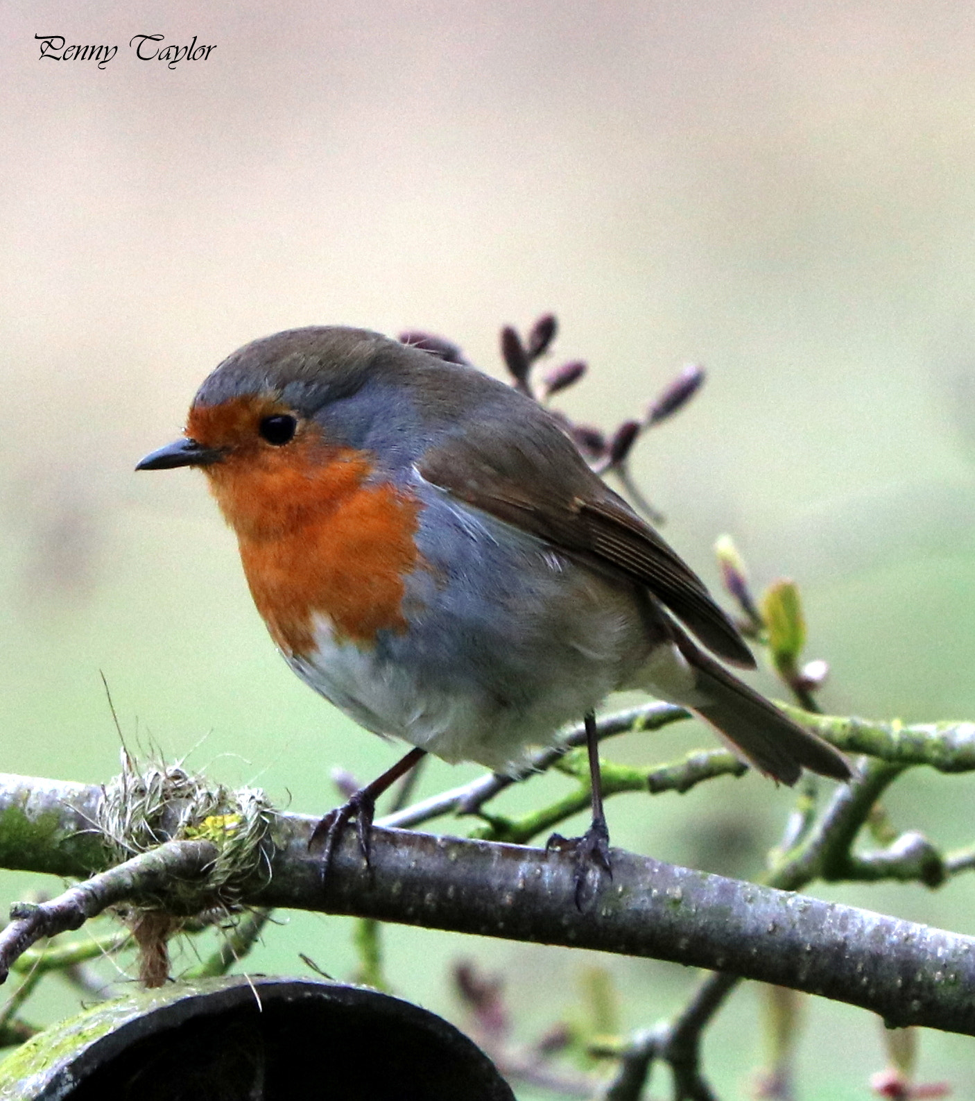 Canon EF 70-300 F4-5.6 IS II USM sample photo. Hungry robin photography