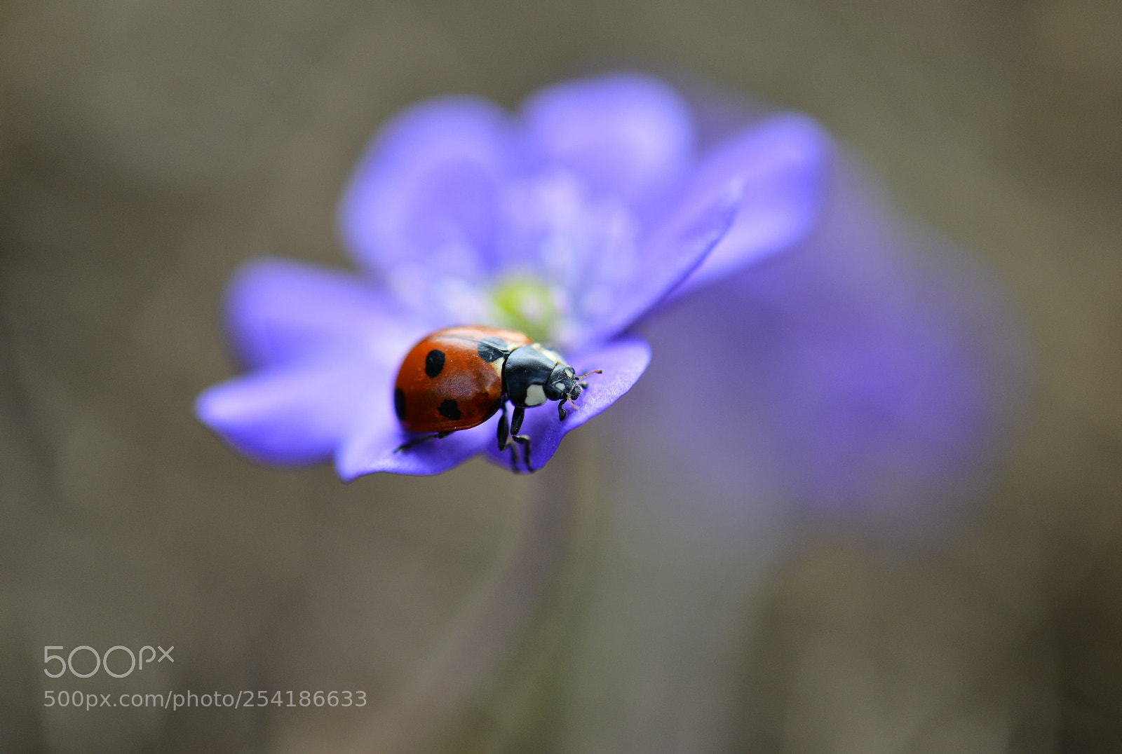 Nikon D800 sample photo. ... photography