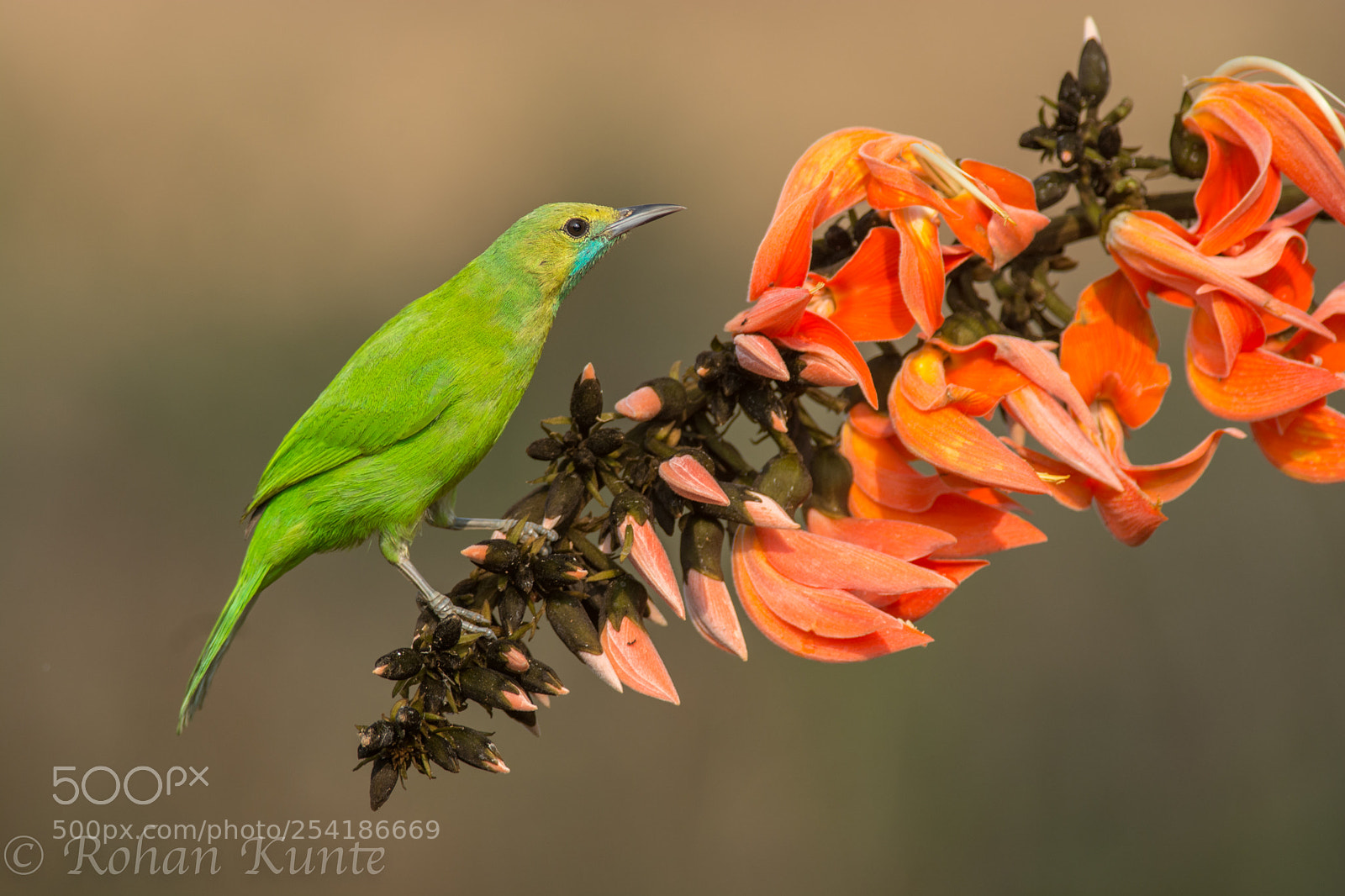 Nikon D7100 sample photo. Jerdon leaf bird photography
