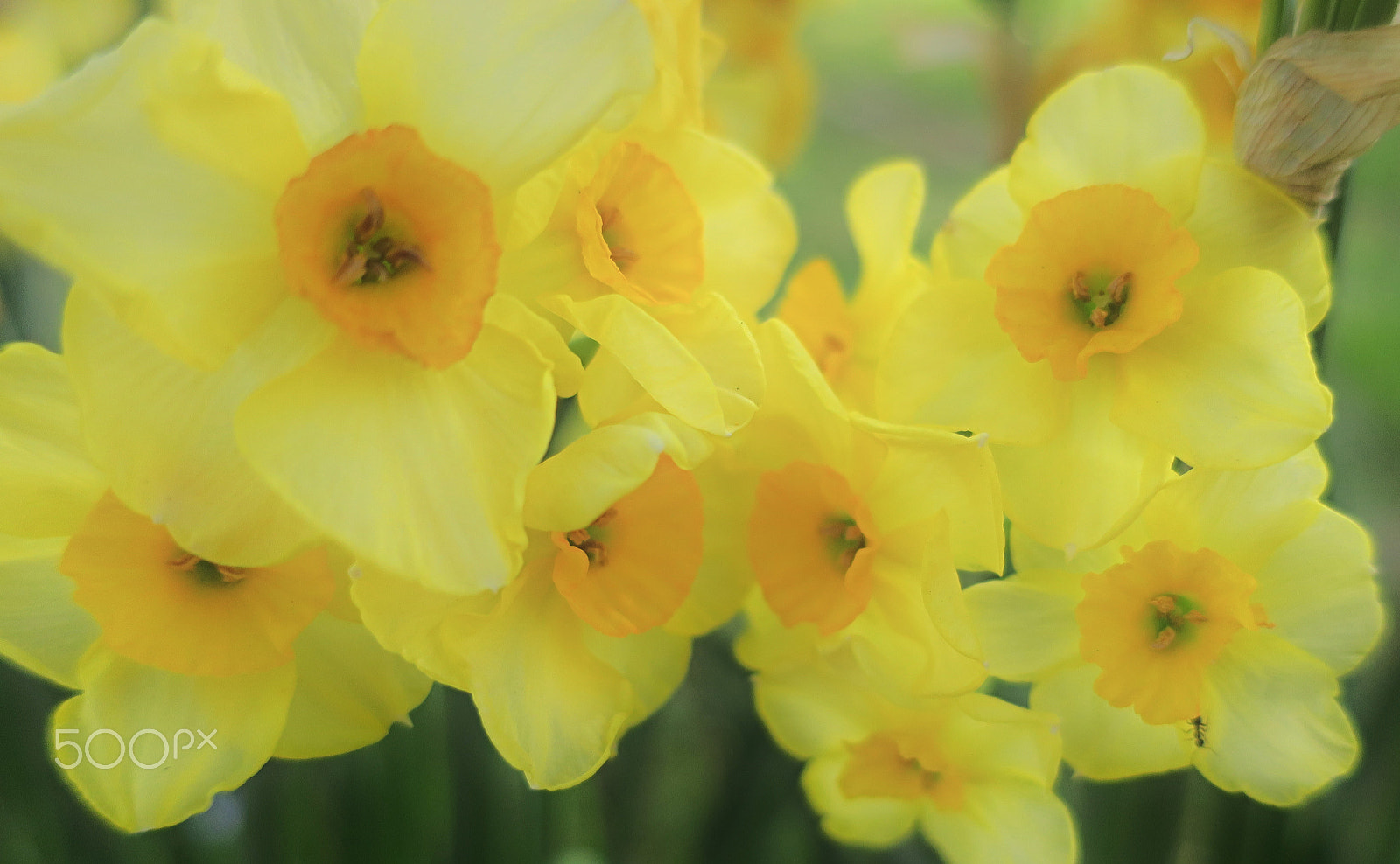 Canon PowerShot G9 X sample photo. Yellow photography