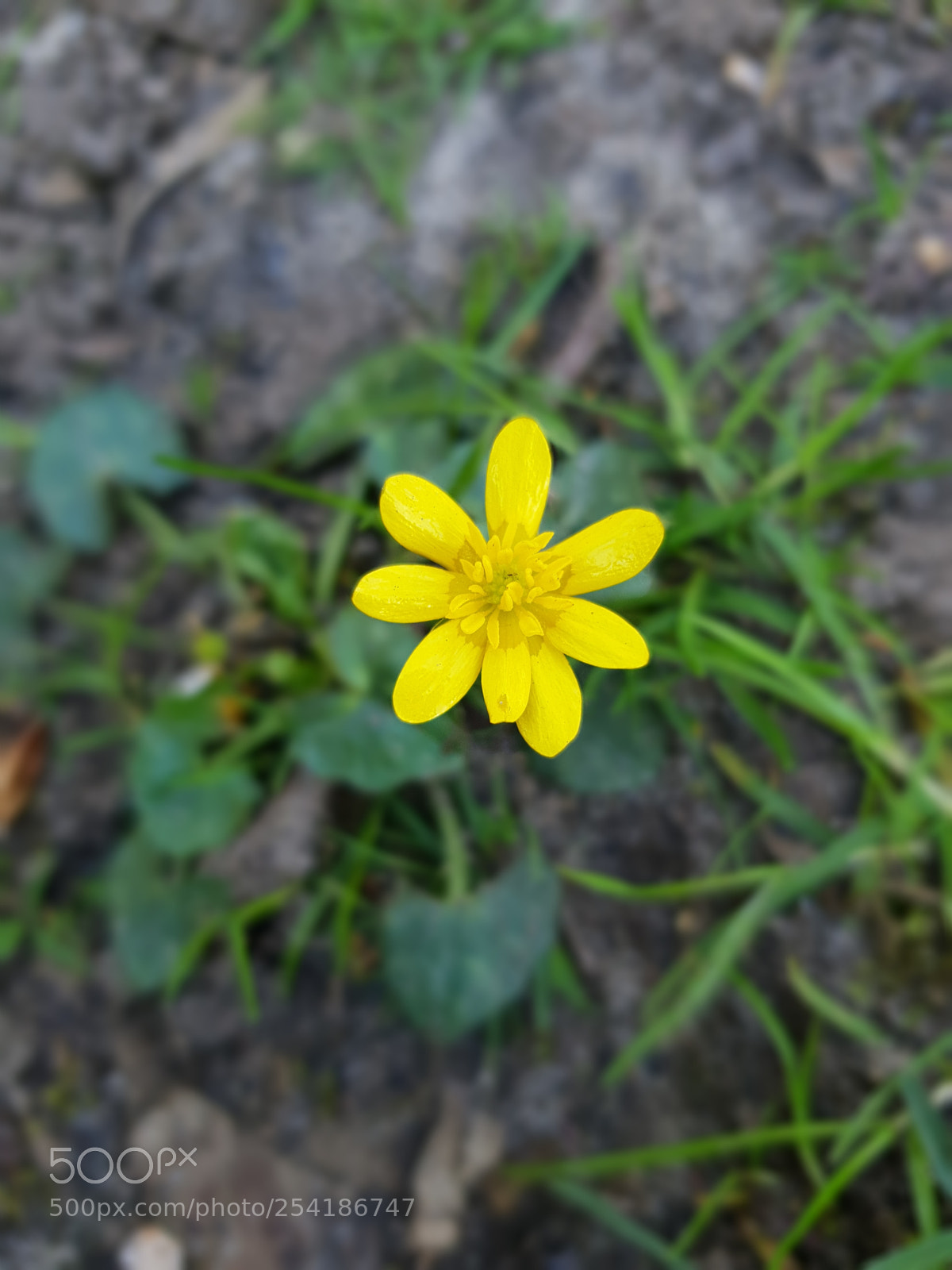 Samsung Galaxy S9 sample photo. Untitled photography