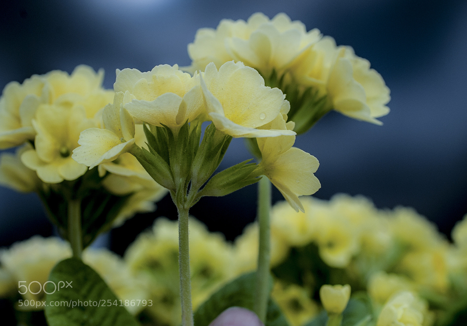 Nikon D700 sample photo. Pale flowers standing against photography