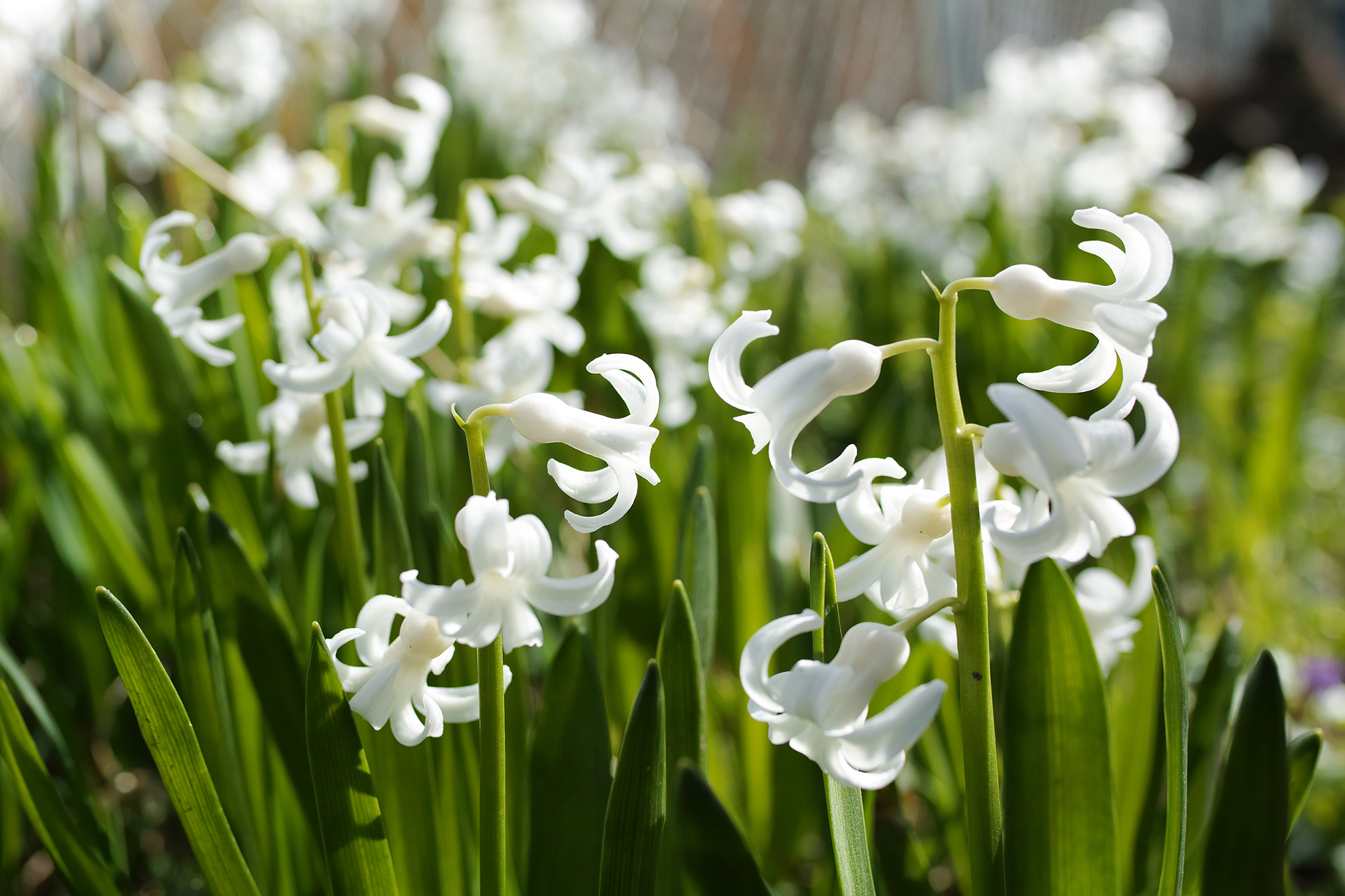 Sigma sd Quattro H sample photo. Spring flowers photography