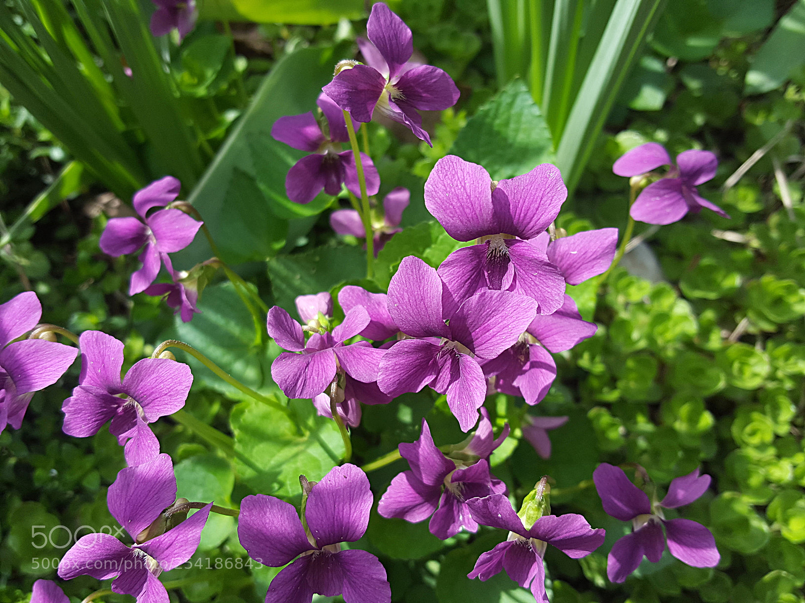 Samsung Galaxy S6 sample photo. Viola photography