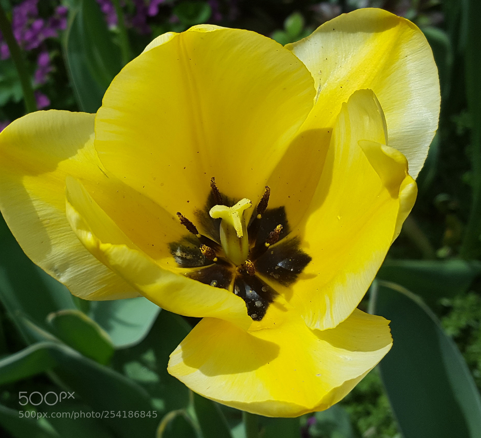 Samsung Galaxy S6 sample photo. Tulip photography