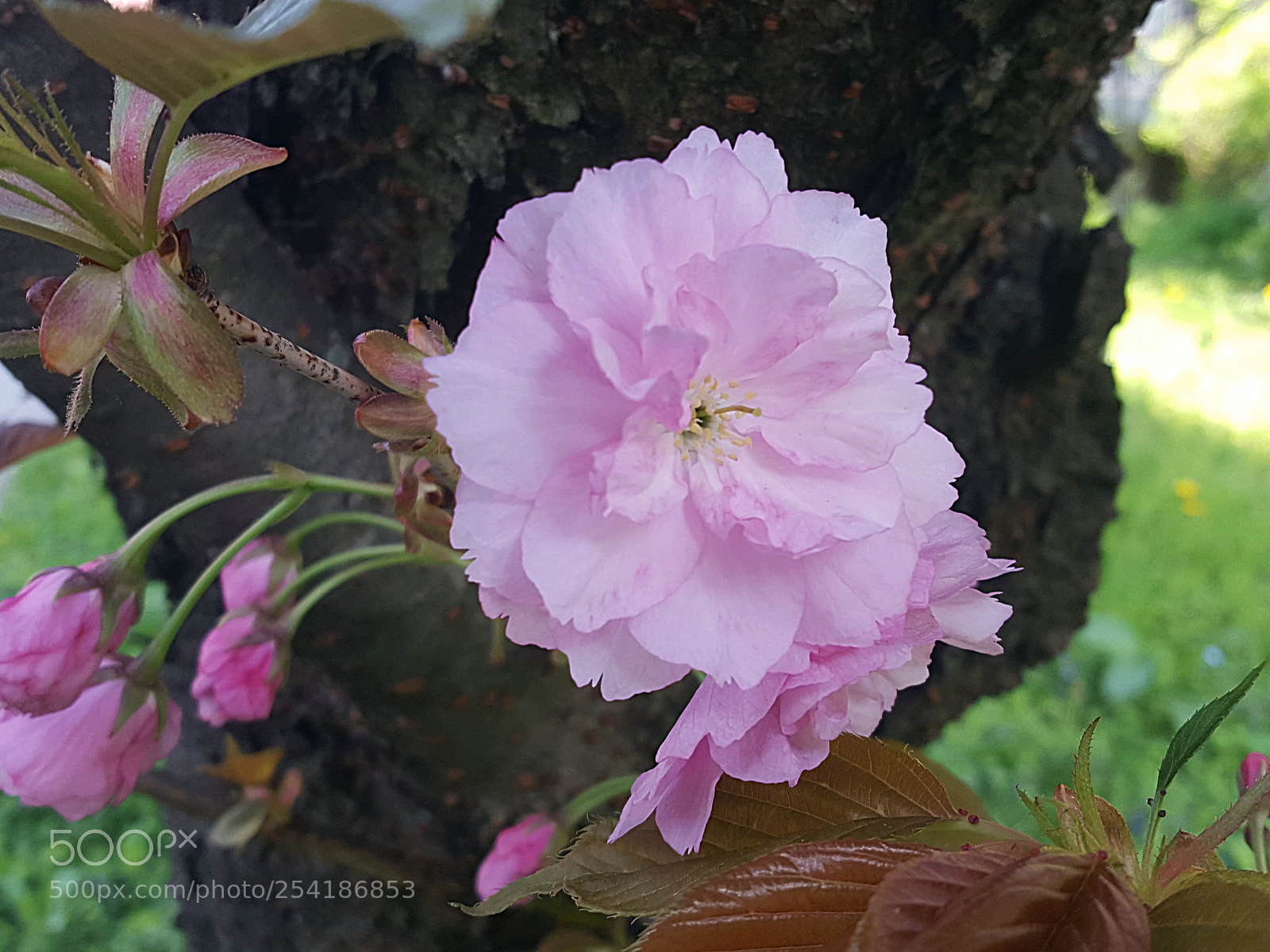 Samsung Galaxy S6 sample photo. Prunus serrulata photography