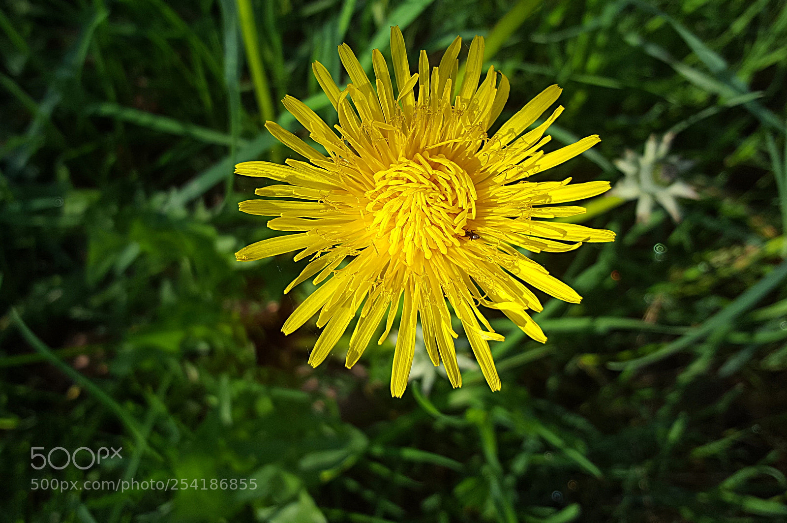 Samsung Galaxy S6 sample photo. Taraxacum officinale photography