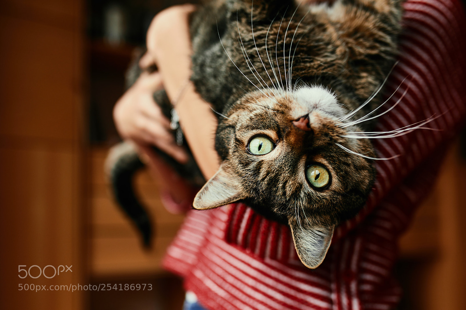 Canon EOS 5D Mark IV sample photo. Filou photography