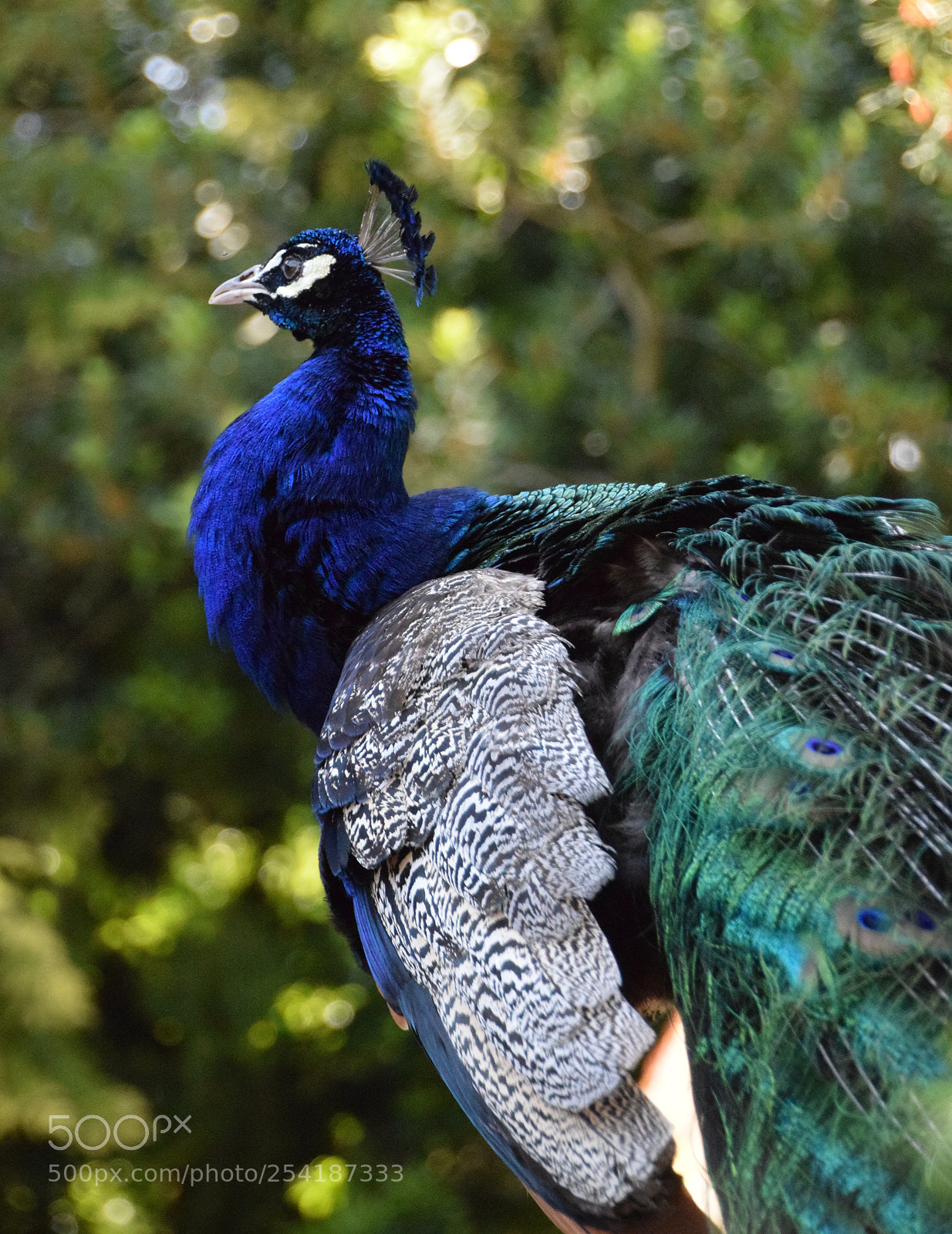 Nikon D3300 sample photo. Peacock photography